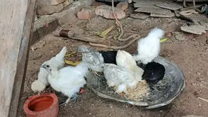 সৌখিন মুরগী