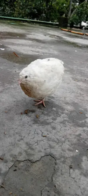 Running Giant Coturnix