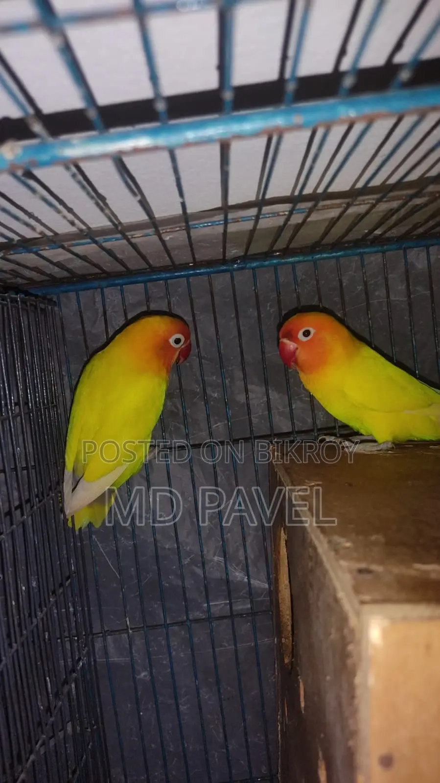 Lutino birds