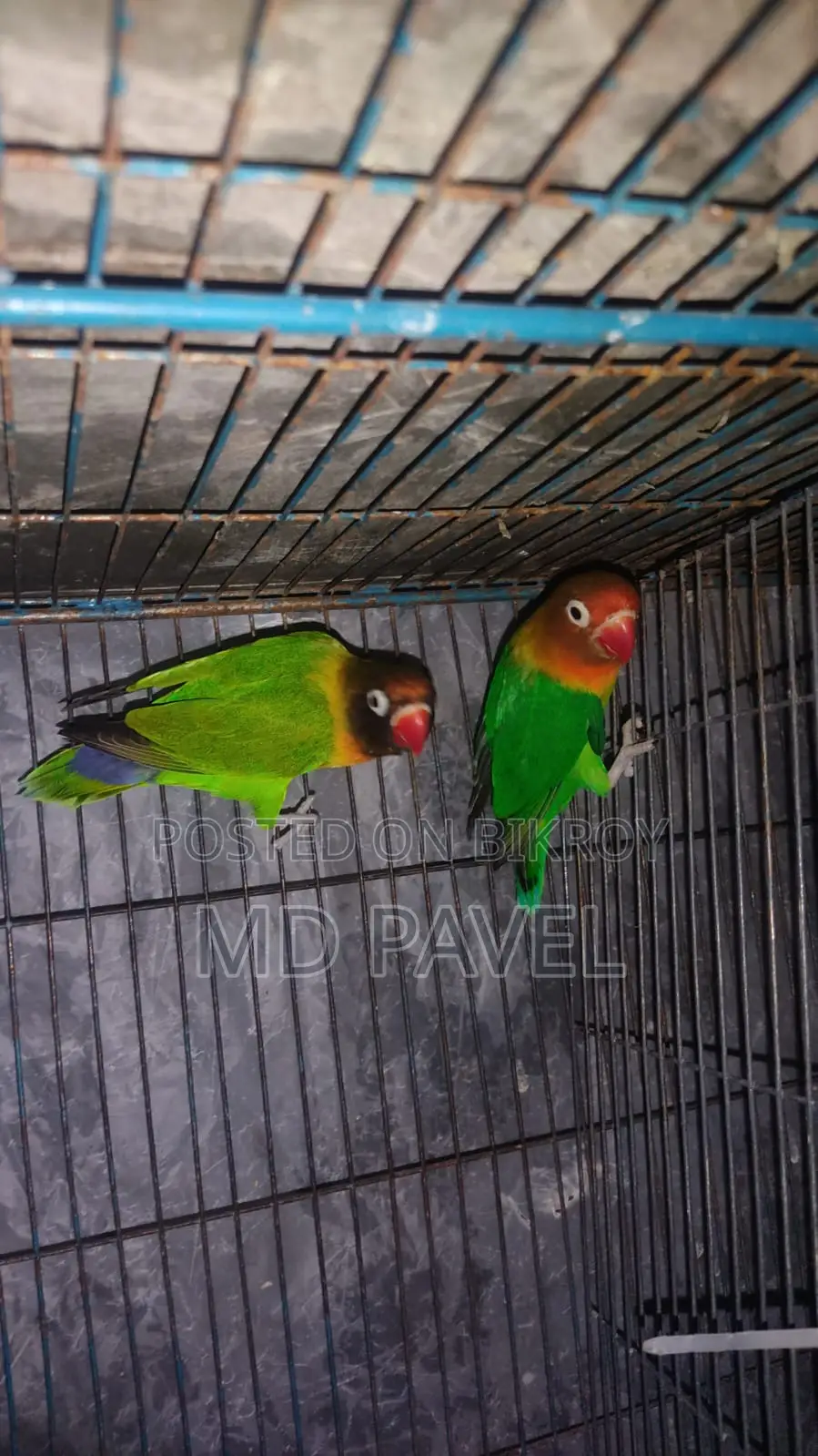 Lutino birds