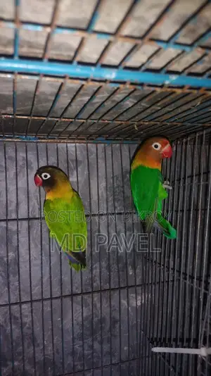 Lutino birds