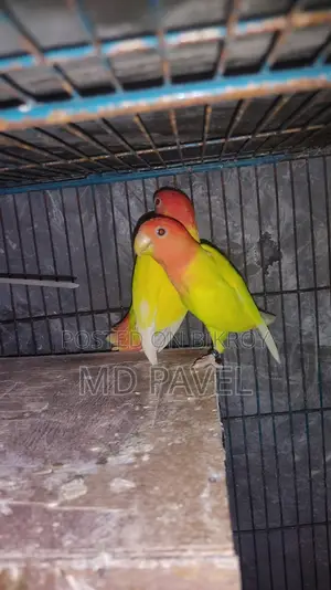 Lutino birds