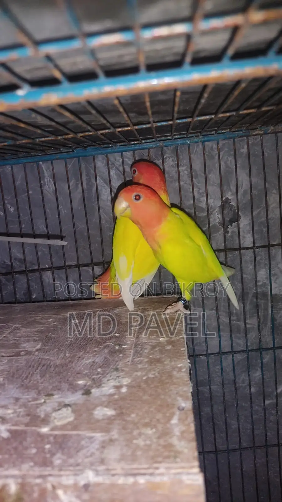 Lutino birds