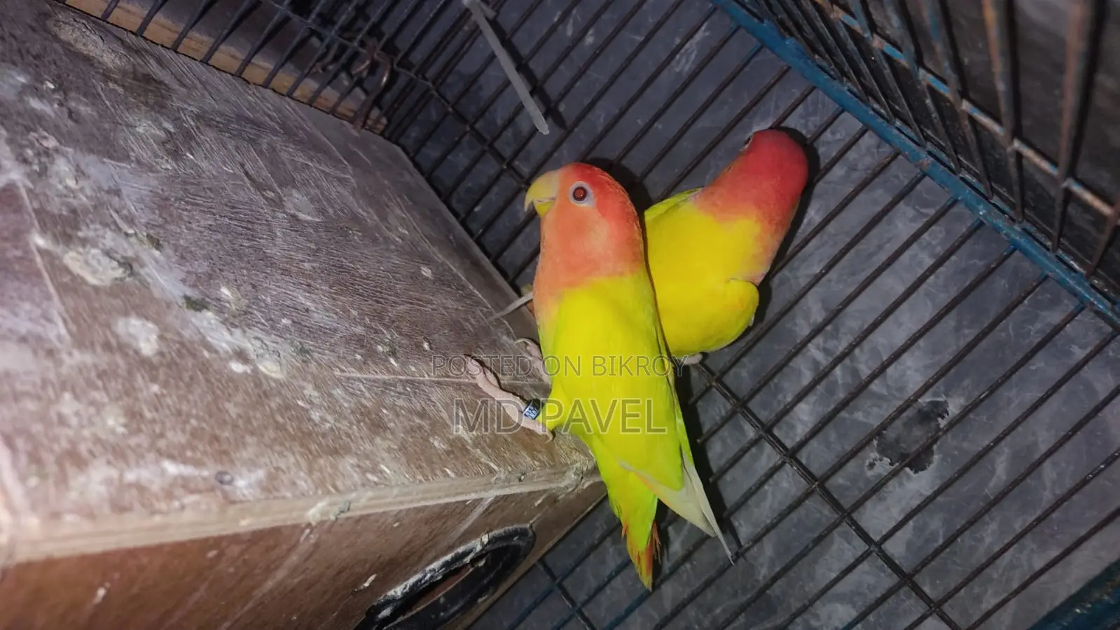 Lutino birds