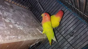 Lutino birds