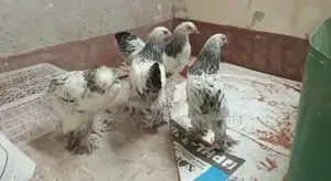 কলোম্বিয়ান লাইট ব্রাহামা মুরগি