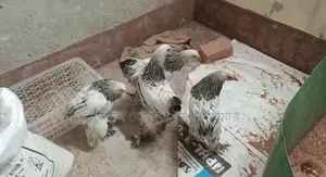 কলোম্বিয়ান লাইট ব্রাহামা মুরগি