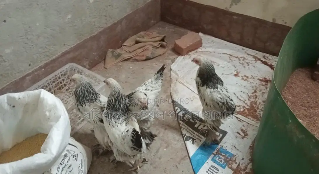 কলোম্বিয়ান লাইট ব্রাহামা মুরগি