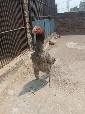 ১ জোড়া আসিল মোরগ & মুরগি