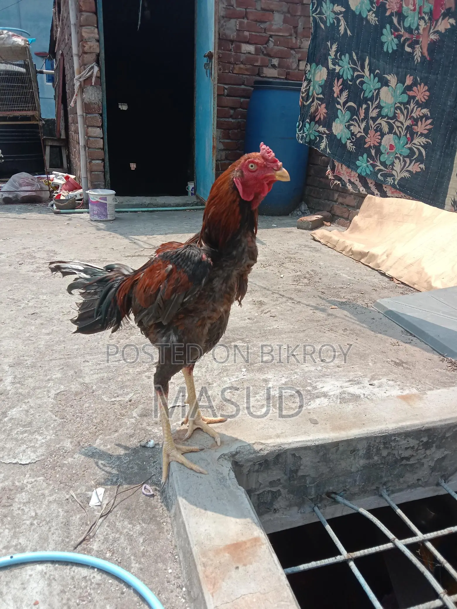 ১ জোড়া আসিল মোরগ & মুরগি
