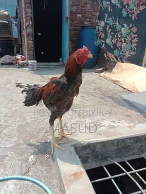 ১ জোড়া আসিল মোরগ & মুরগি