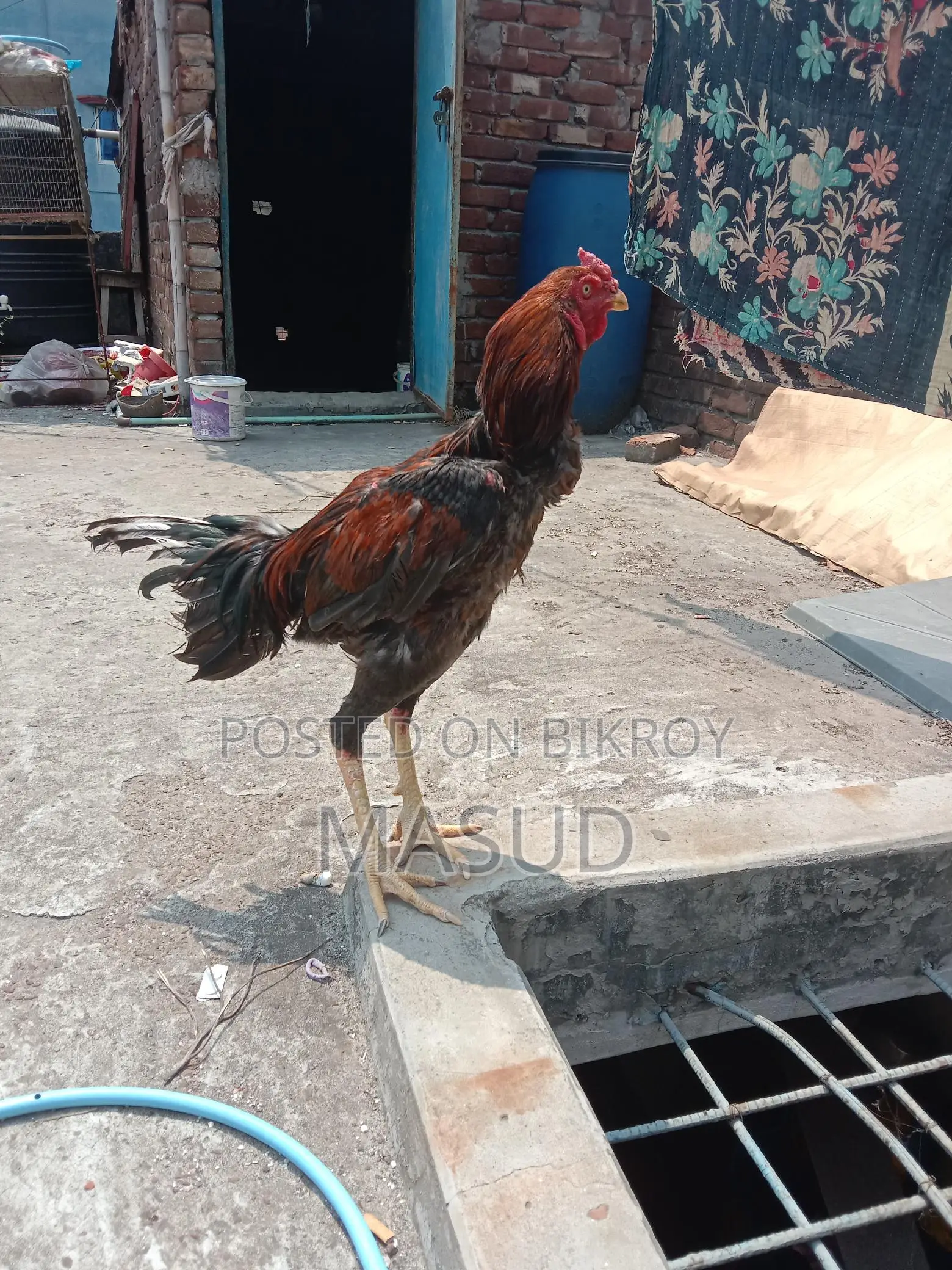 ১ জোড়া আসিল মোরগ & মুরগি
