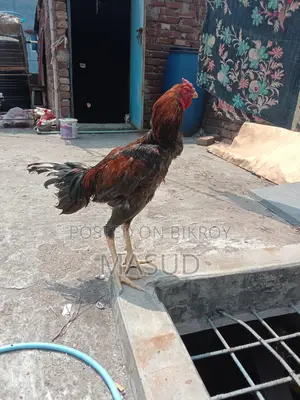 ১ জোড়া আসিল মোরগ & মুরগি