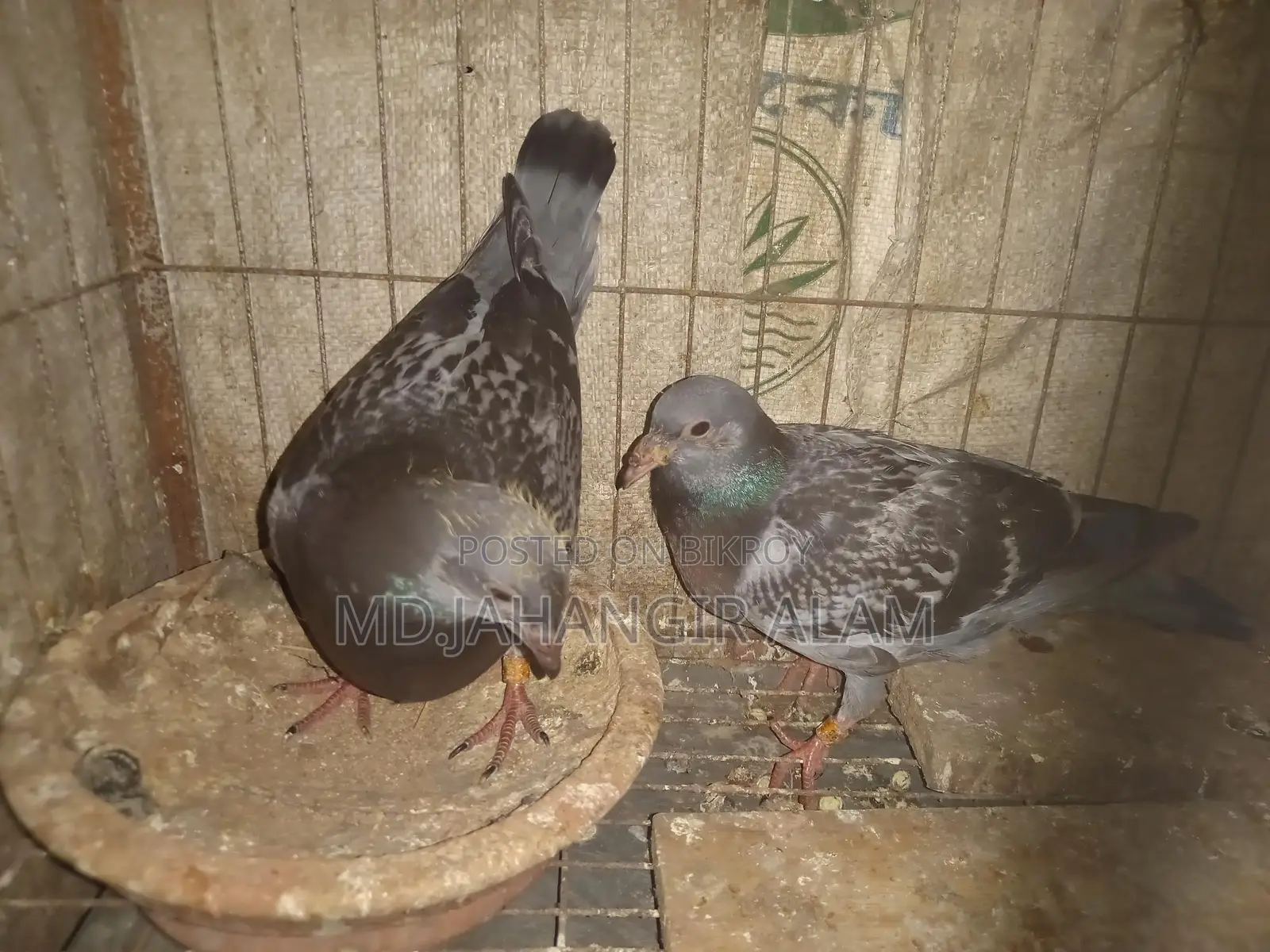 রেসার মাকসি বেবি