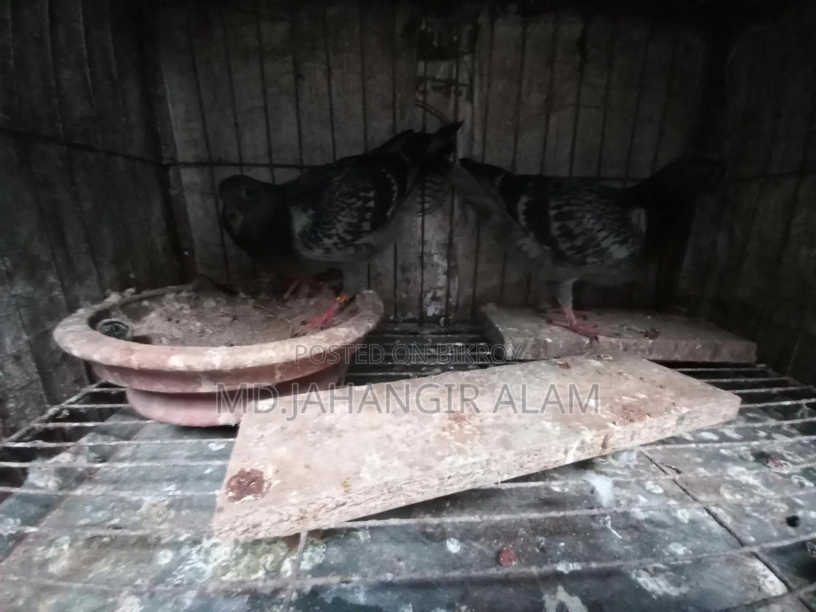 রেসার মাকসি বেবি