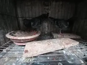 রেসার মাকসি বেবি