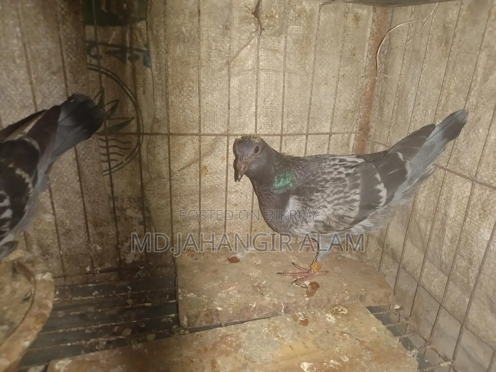 রেসার মাকসি বেবি