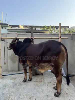 Sahiwal Bull for Sale