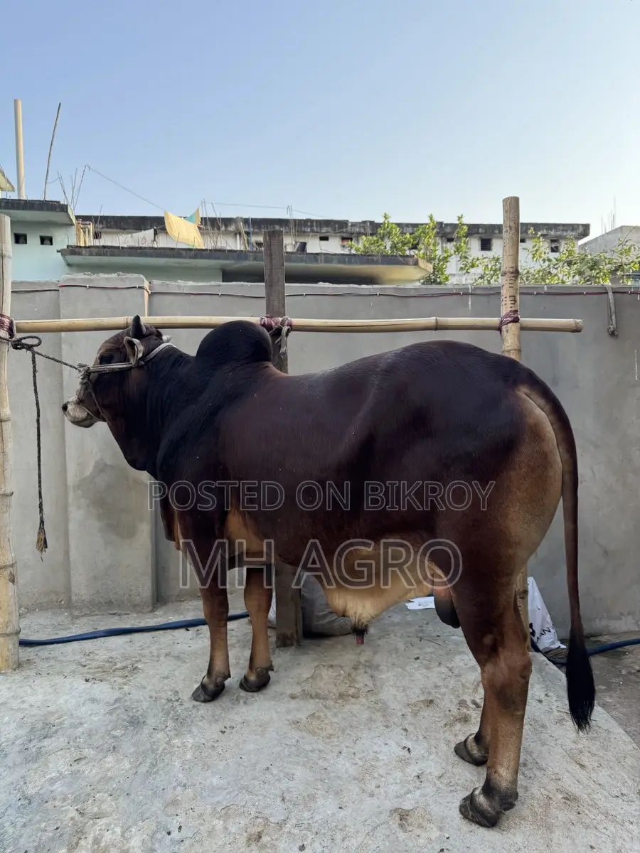 Sahiwal Bull for Sale