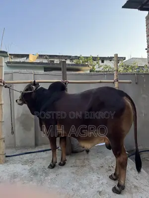 Sahiwal Bull for Sale