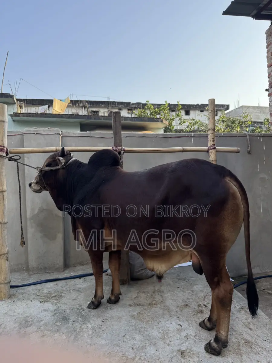 Sahiwal Bull for Sale