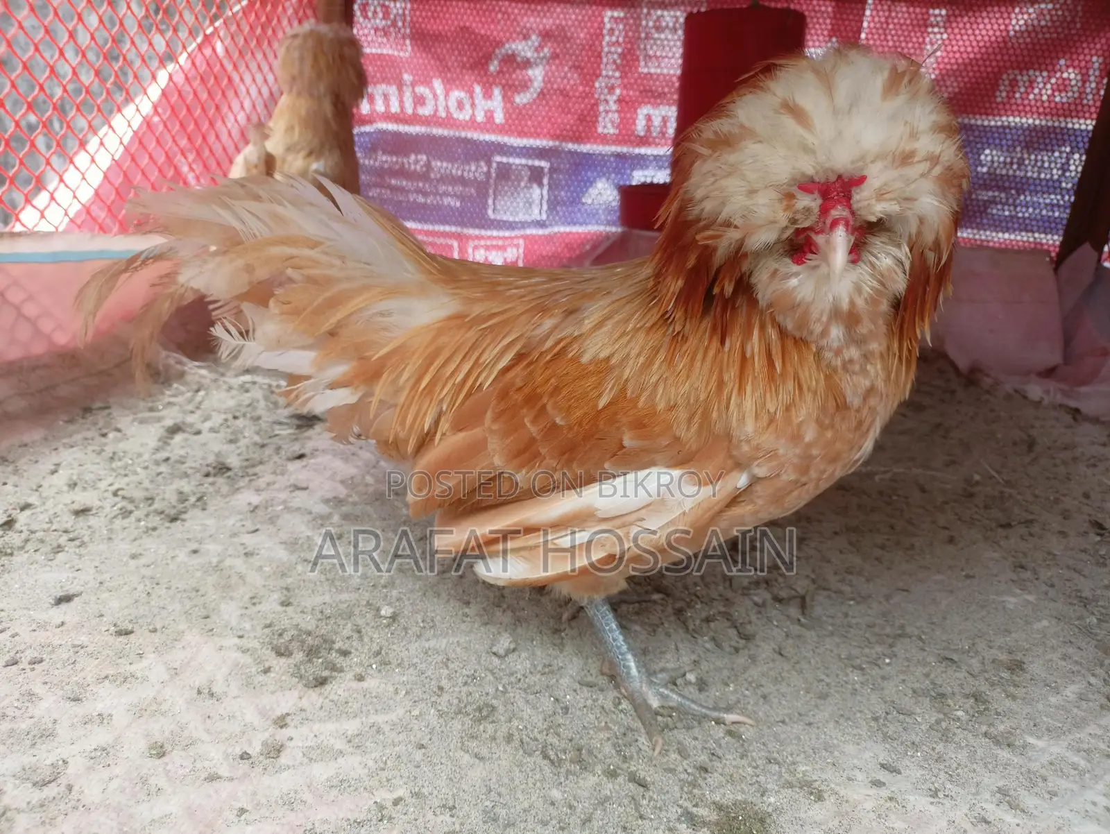 বাফ পুলিশ ক্যাপ মুরগি