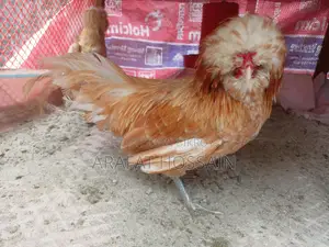 বাফ পুলিশ ক্যাপ মুরগি
