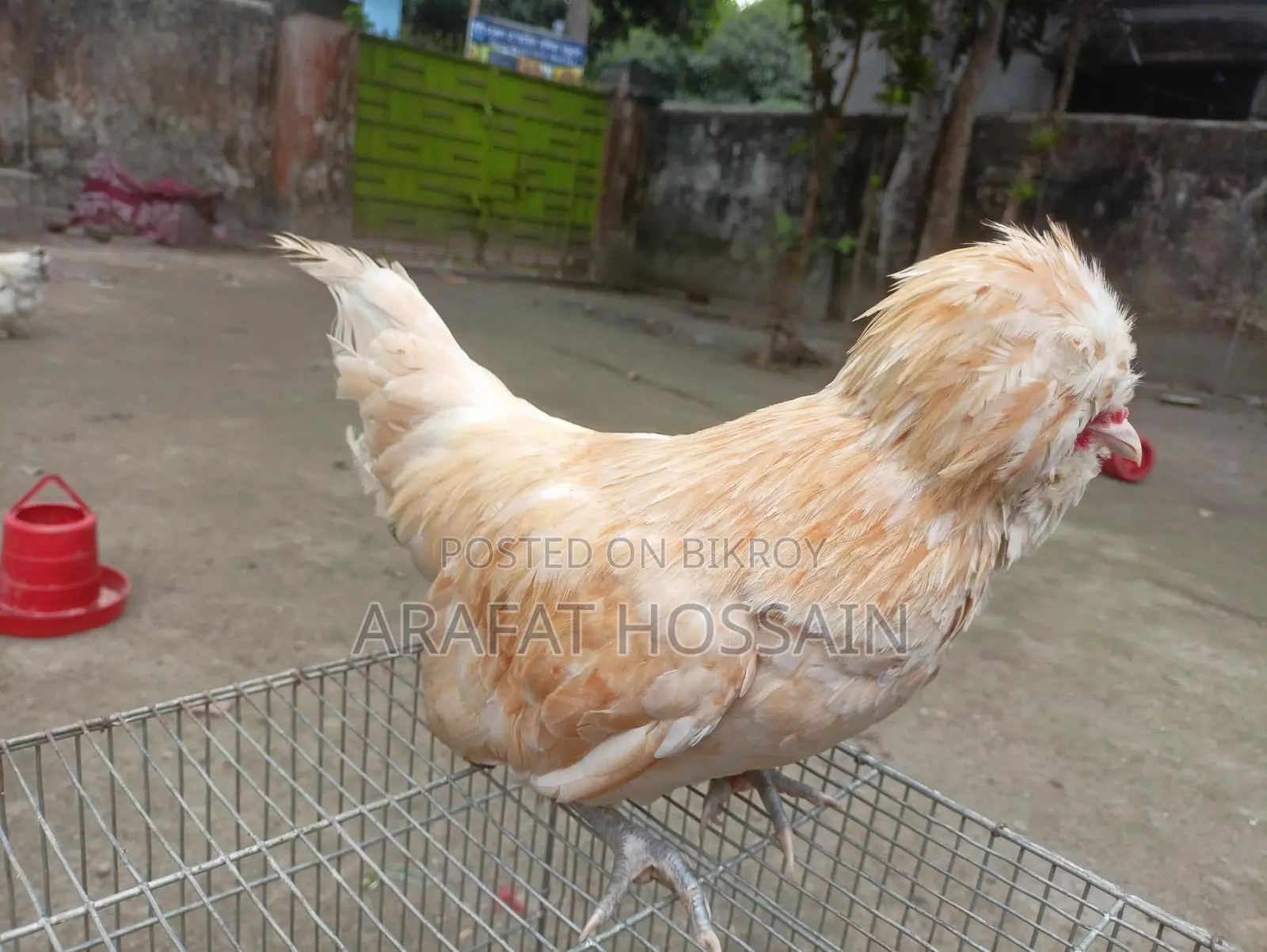 বাফ পুলিশ ক্যাপ মুরগি