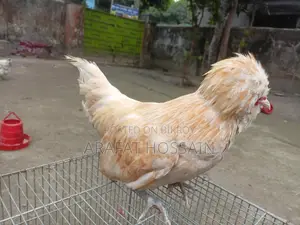 বাফ পুলিশ ক্যাপ মুরগি