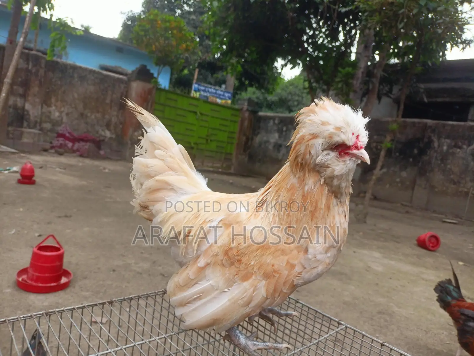 বাফ পুলিশ ক্যাপ মুরগি