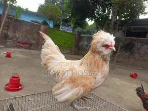 বাফ পুলিশ ক্যাপ মুরগি
