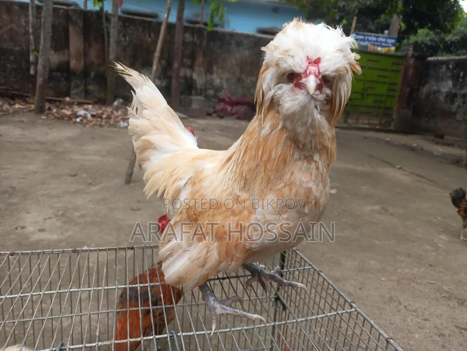 বাফ পুলিশ ক্যাপ মুরগি