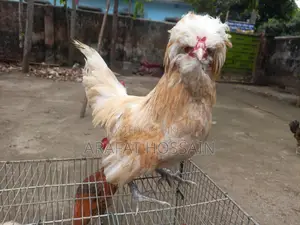 বাফ পুলিশ ক্যাপ মুরগি