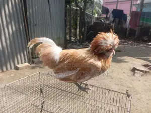 বাফ পুলিশ ক্যাপ মুরগি