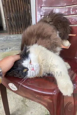 Persian Cat