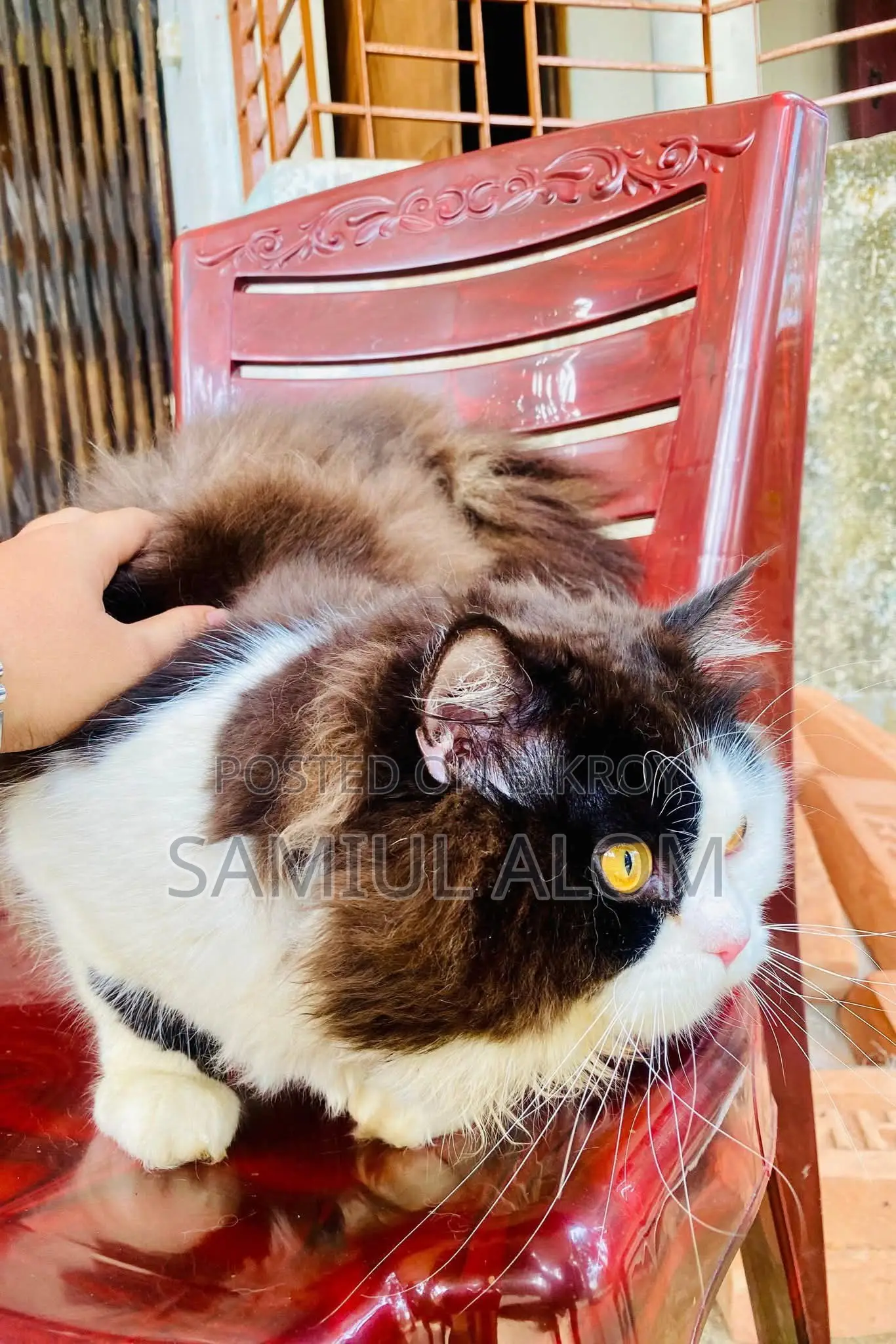 Persian Cat