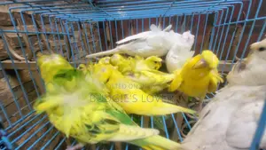 জেপি বাজিগর লট পাওয়া যাচ্ছে