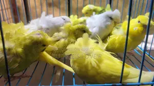 জেপি বাজিগর লট পাওয়া যাচ্ছে