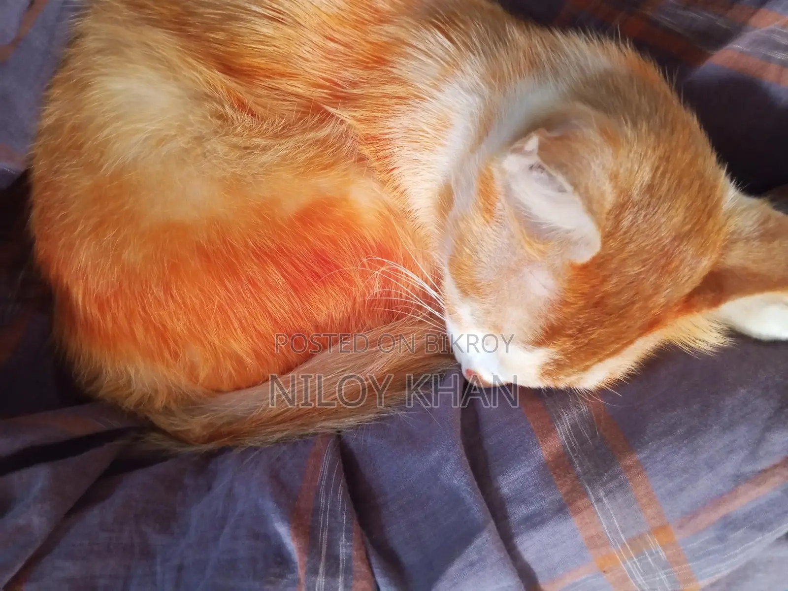 Cat for Sale
