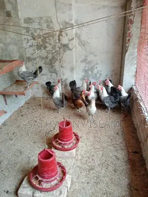 রানিং ডিম পাড়া মিসরের ফাওমি মুরগি