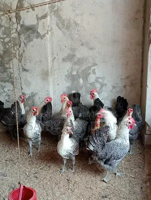 রানিং ডিম পাড়া মিসরের ফাওমি মুরগি