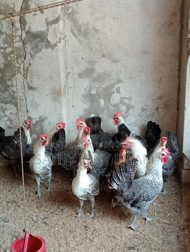 রানিং ডিম পাড়া মিসরের ফাওমি মুরগি