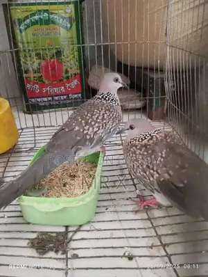 একজোড়া ঘুঘু পাখি সেল