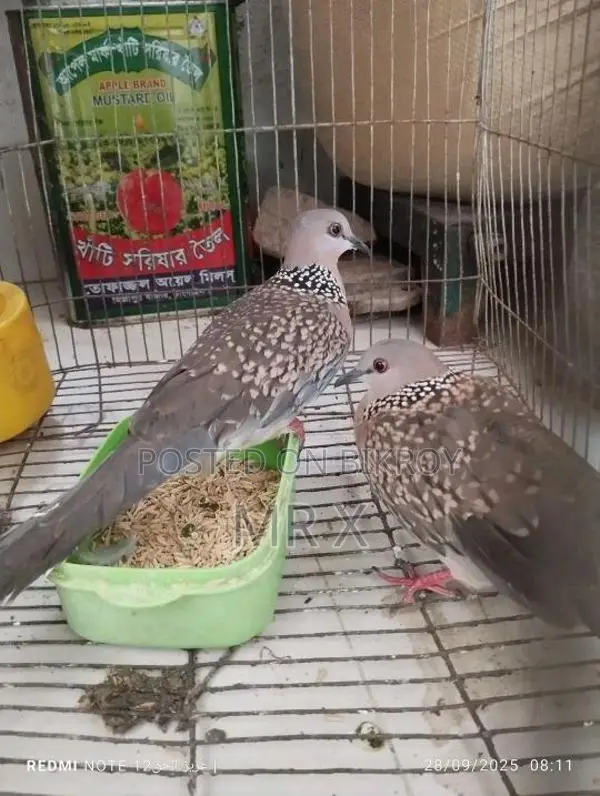 একজোড়া ঘুঘু পাখি সেল