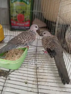 একজোড়া ঘুঘু পাখি সেল