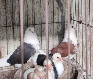 Putul Gorra bird