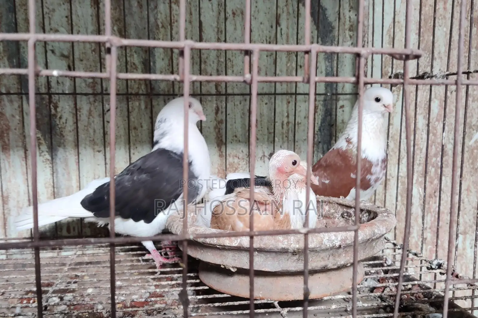 Putul Gorra bird