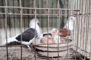 Putul Gorra bird