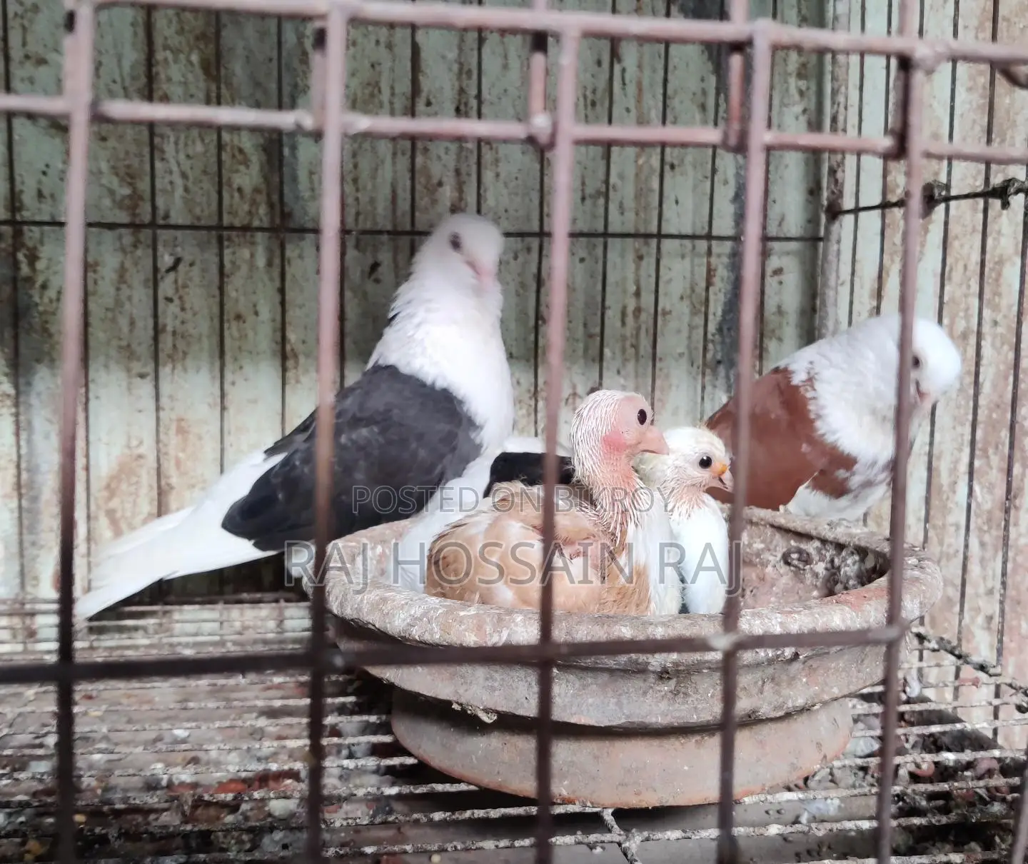 Putul Gorra bird