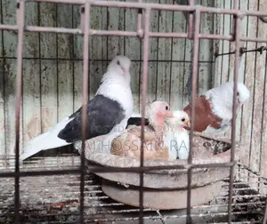 Putul Gorra bird